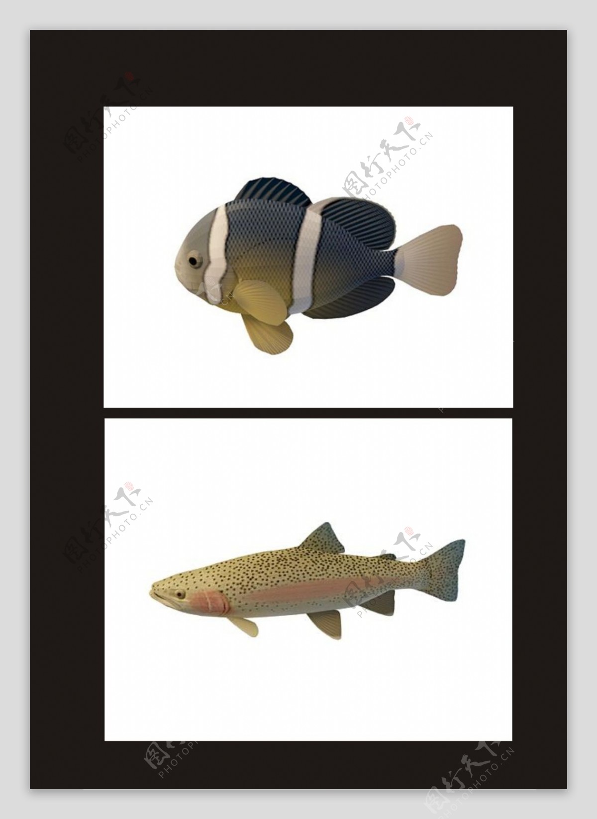 石斑鱼三色鱼3d模型
