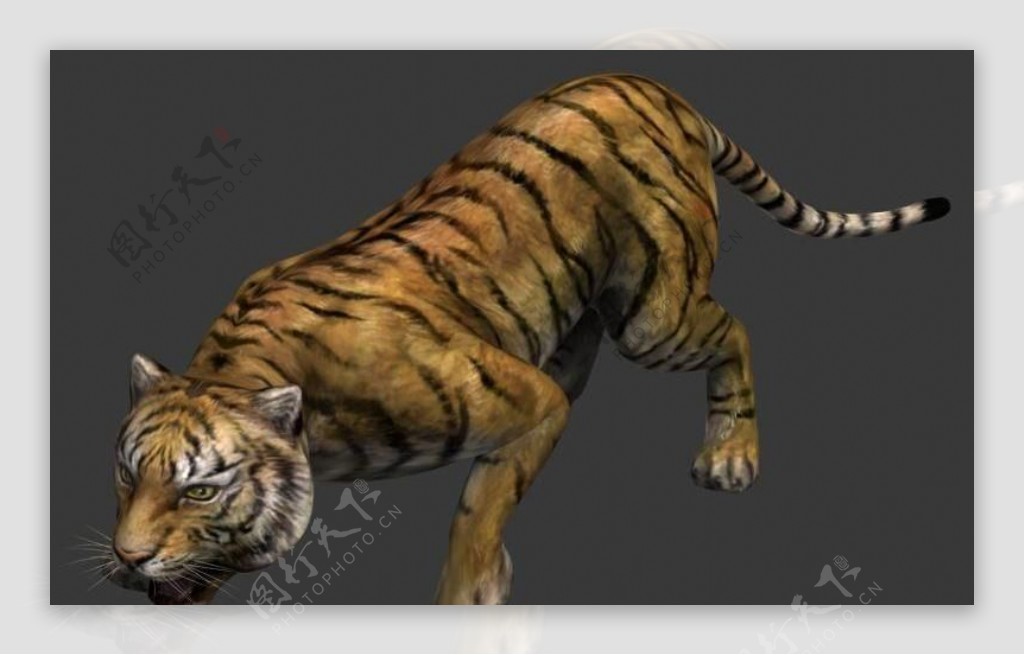 游戏低模凶猛的老虎Tiger