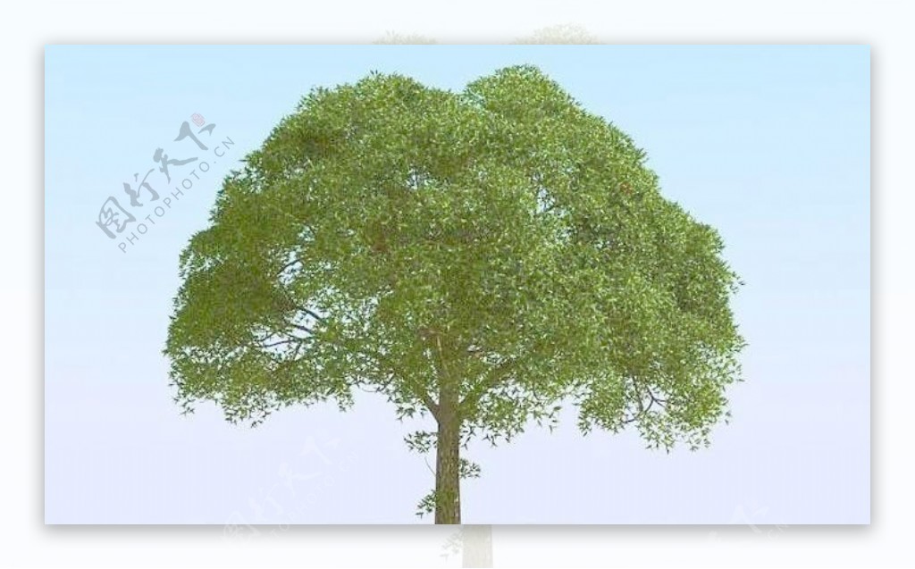 高精细杨柳树模型willow026