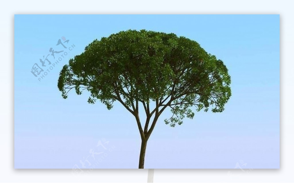 高精细杨柳树模型willow04