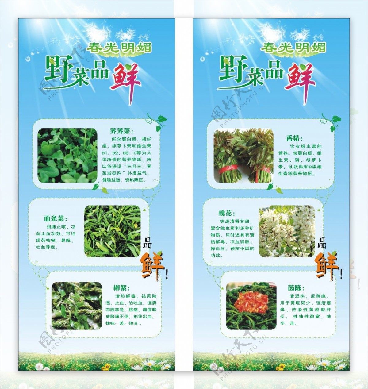 春季野菜X展架