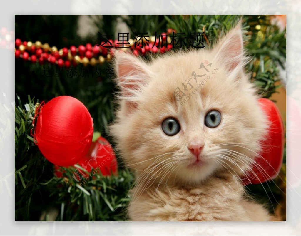 圣诞节可爱猫咪PPT1416