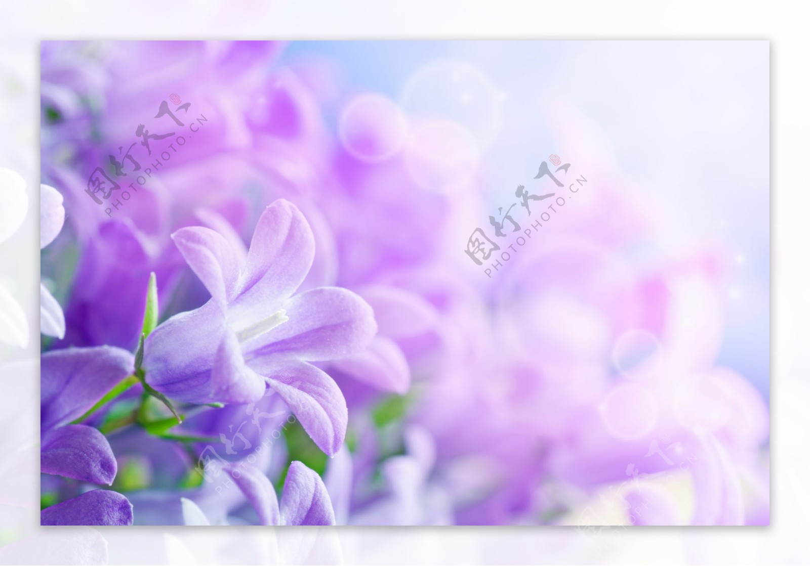 紫色花卉唯美背景图