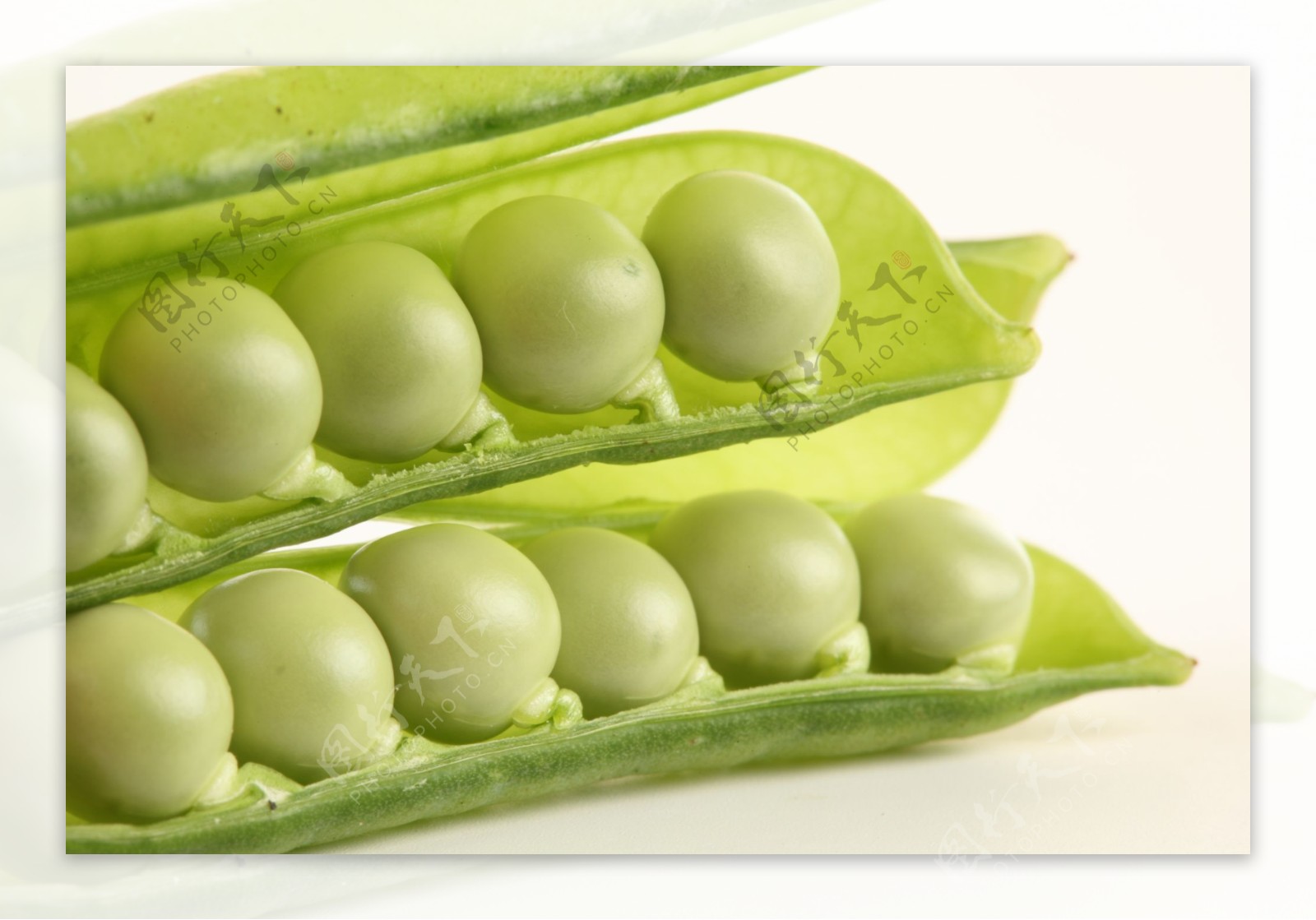 豌豆植物的生命周期 豌豆成长阶段从种子的到成人植物用果子 向量例证 - 插画 包括有 收获, 成熟: 124948734