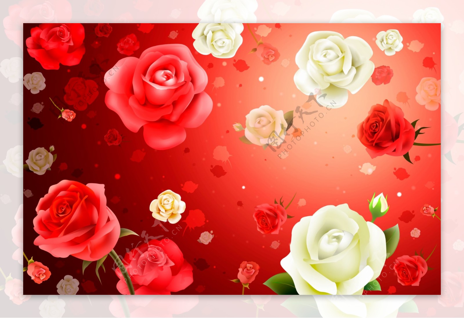红白玫瑰矢量素材广告设计网页设计