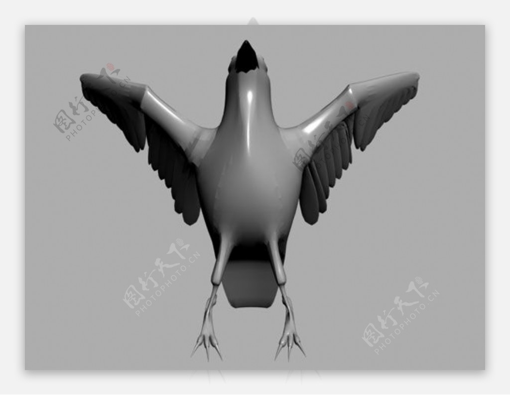 鸟模型