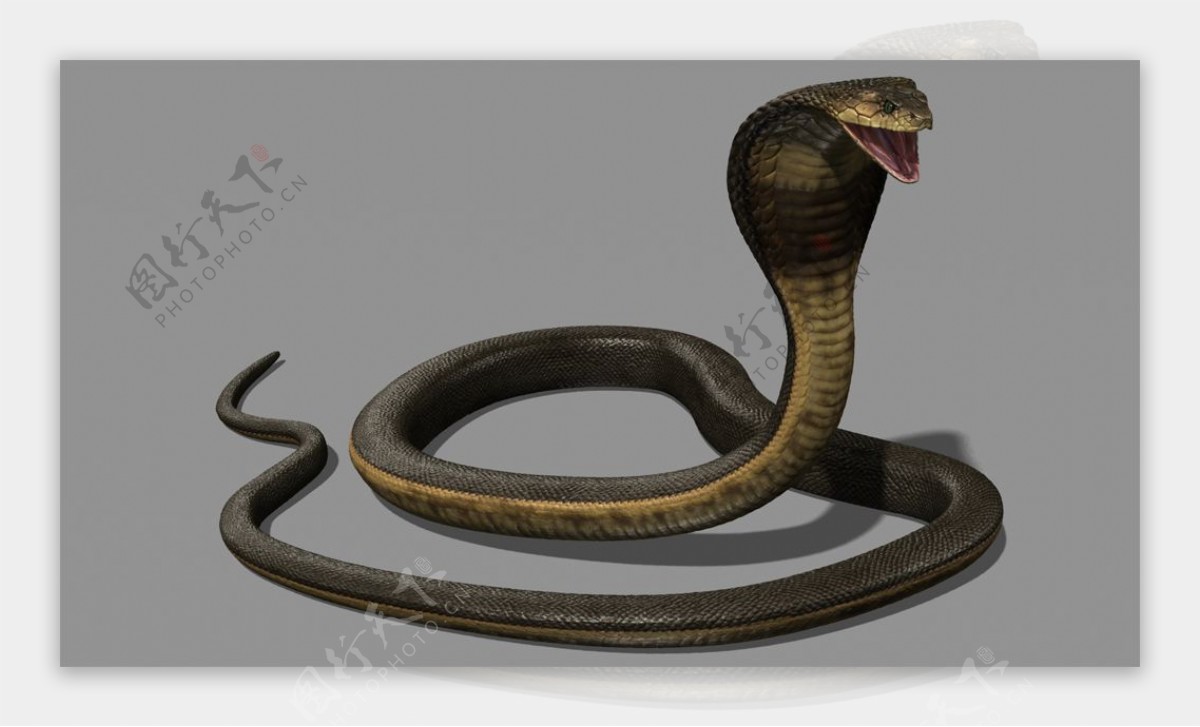 眼睛王蛇模型