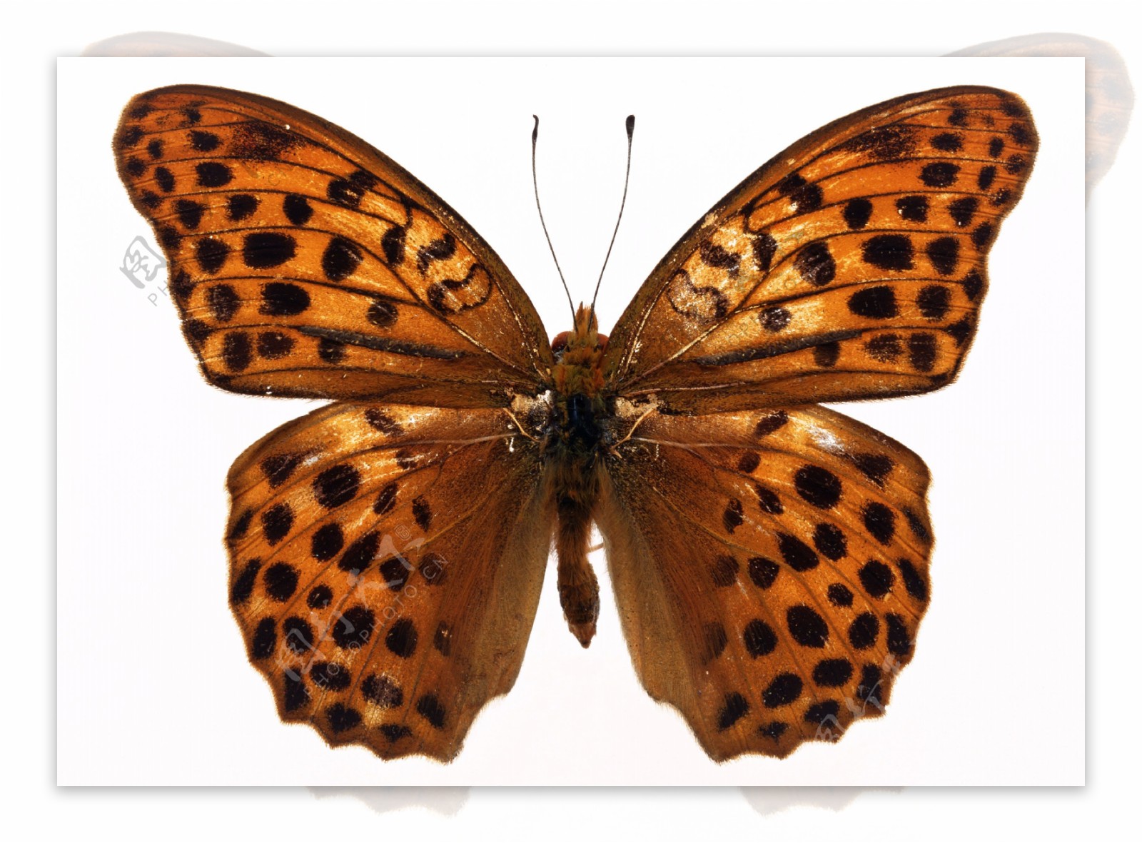美丽的豹纹蝴蝶