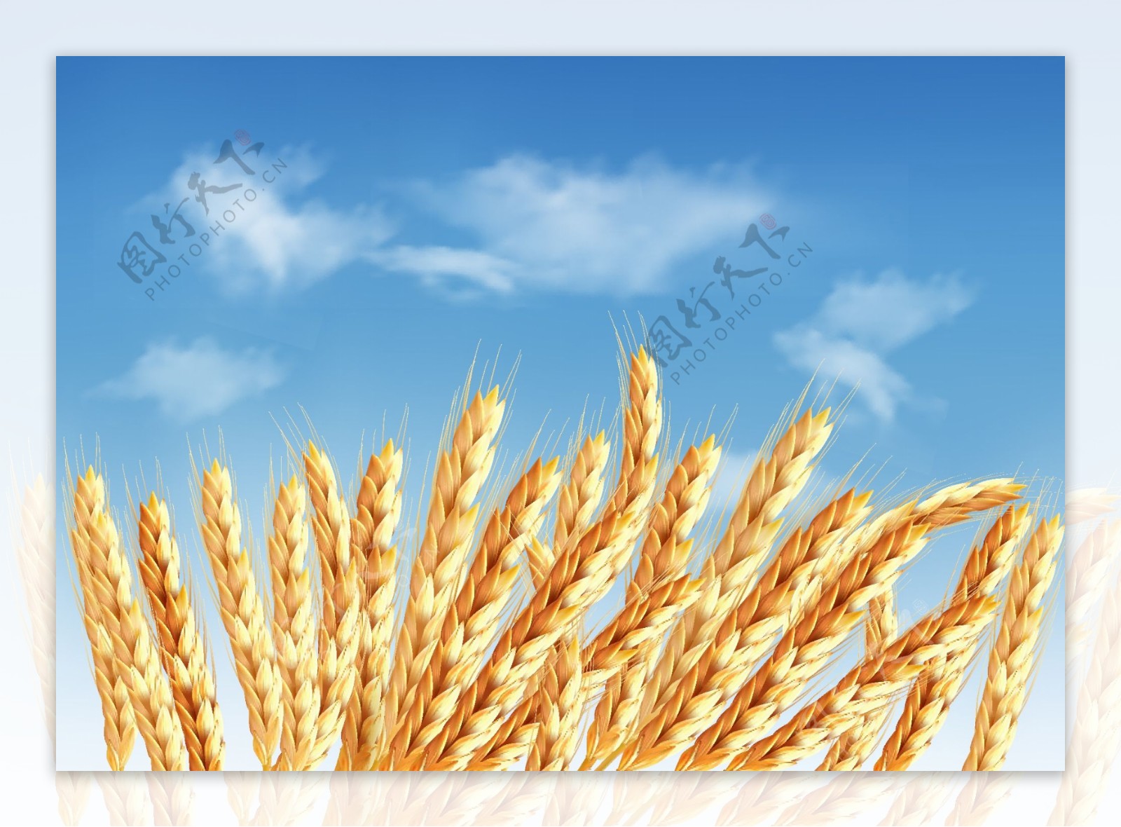 小麦矢量图6