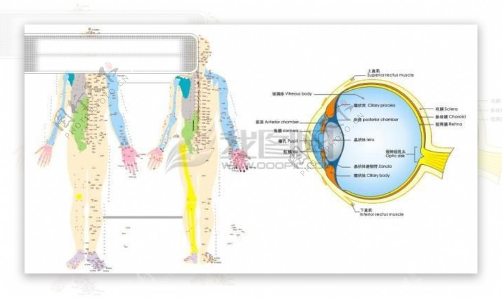 矢量人体穴位图眼部图