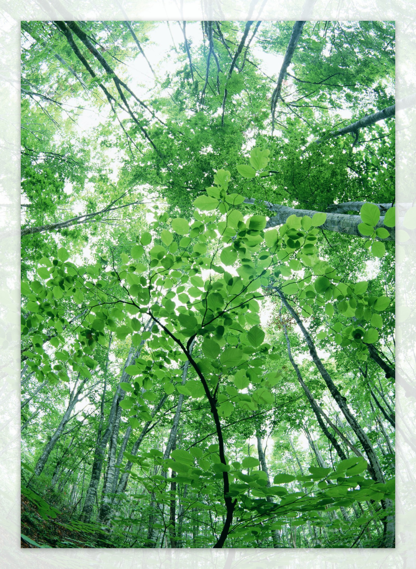 清晨绿色树林拍摄