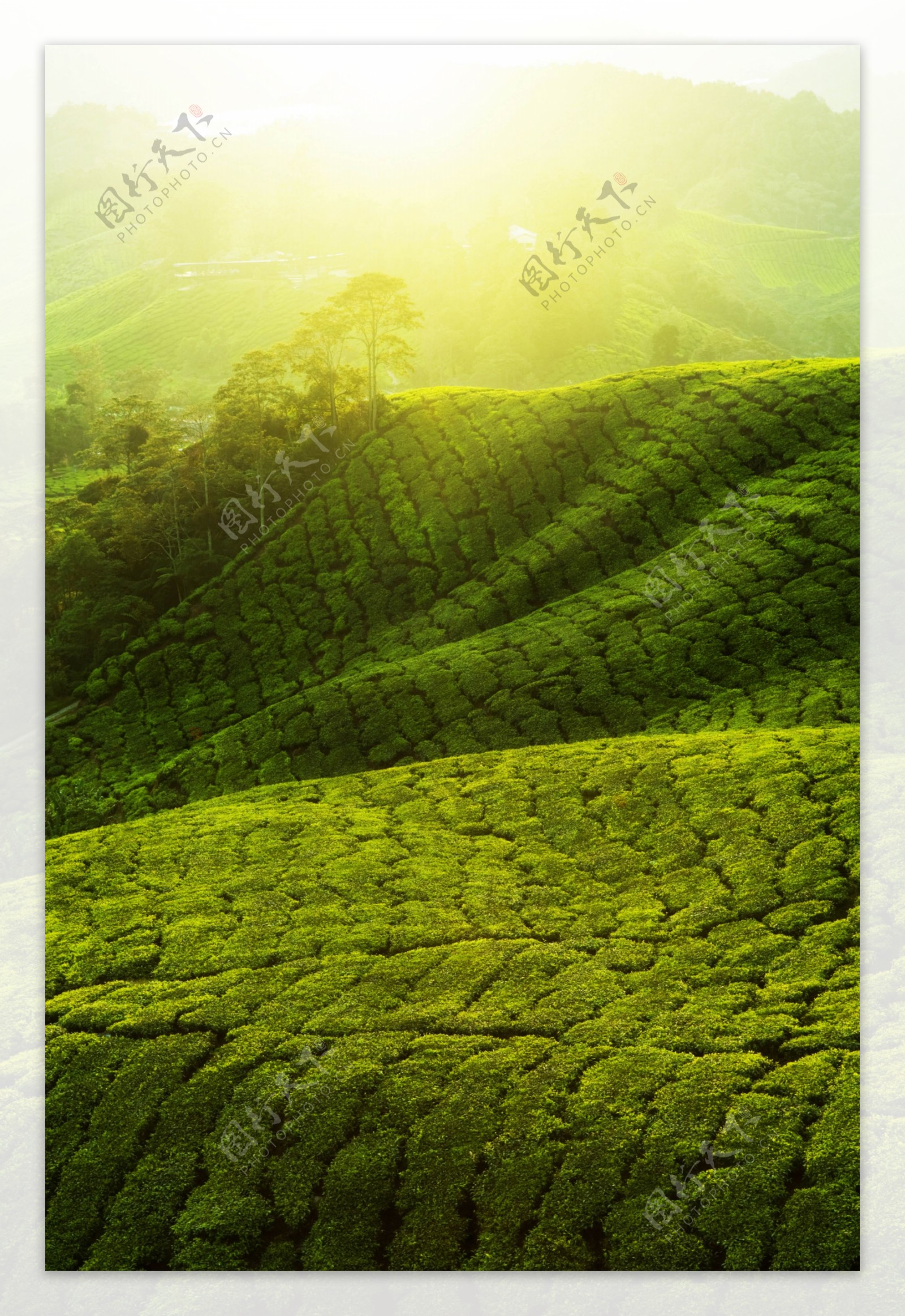 绿色茶树山