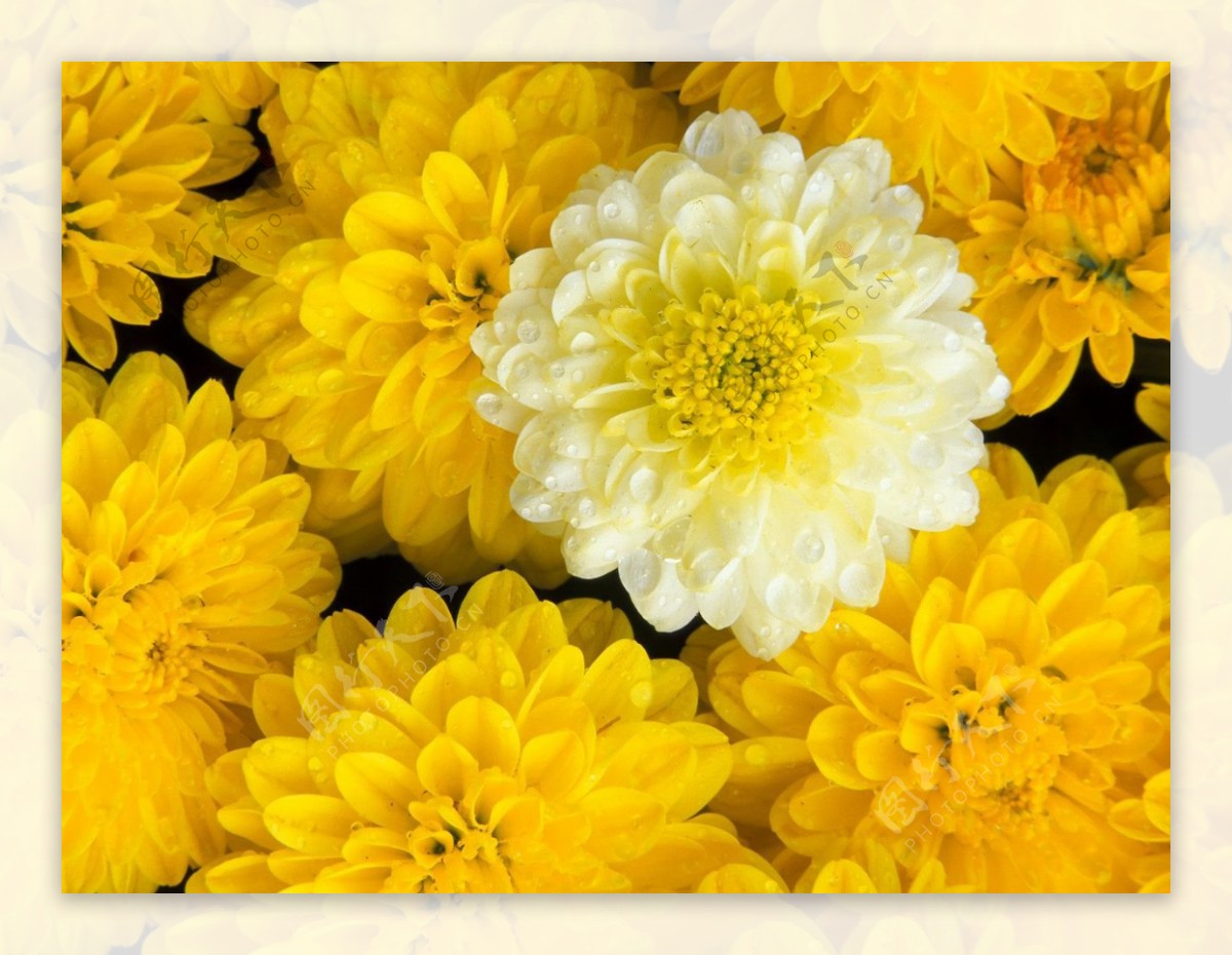 位图植物图案花朵写实花卉菊花免费素材