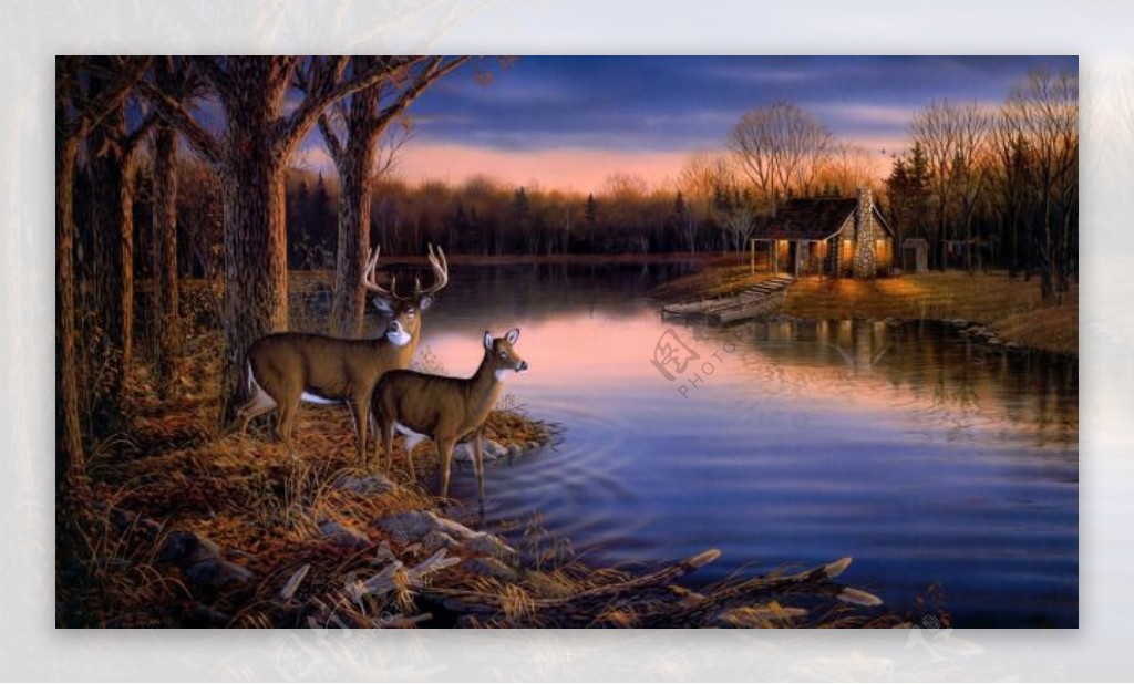宁静傍晚河边的小鹿风景
