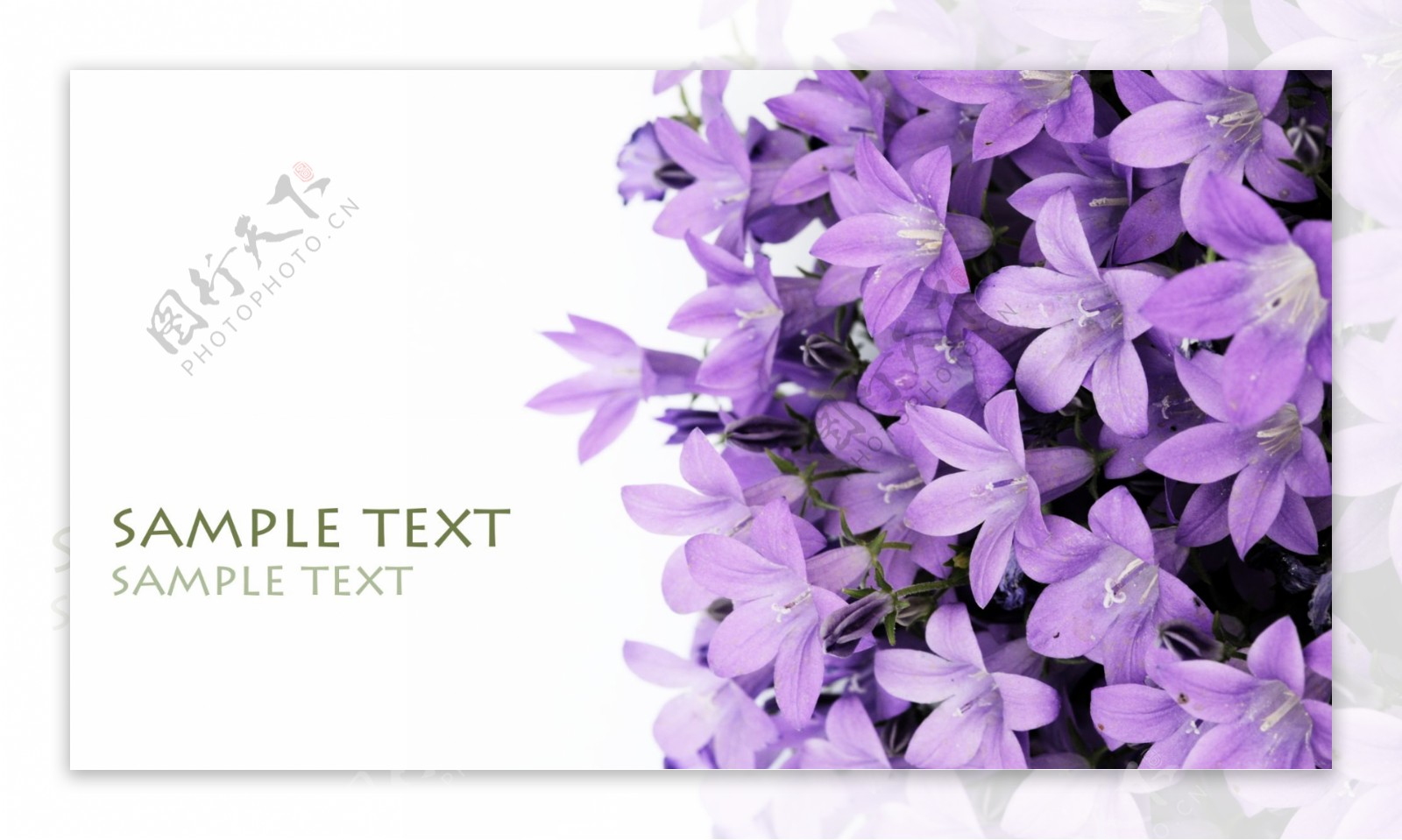 紫色百合花精品图片素材