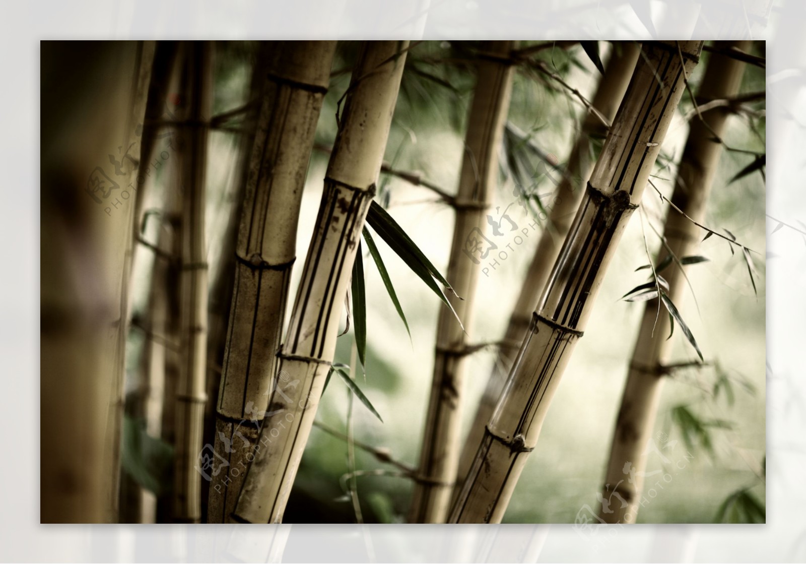 高清风景素材特色竹林