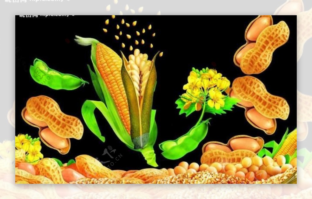 高清分层花生玉米等作物图片