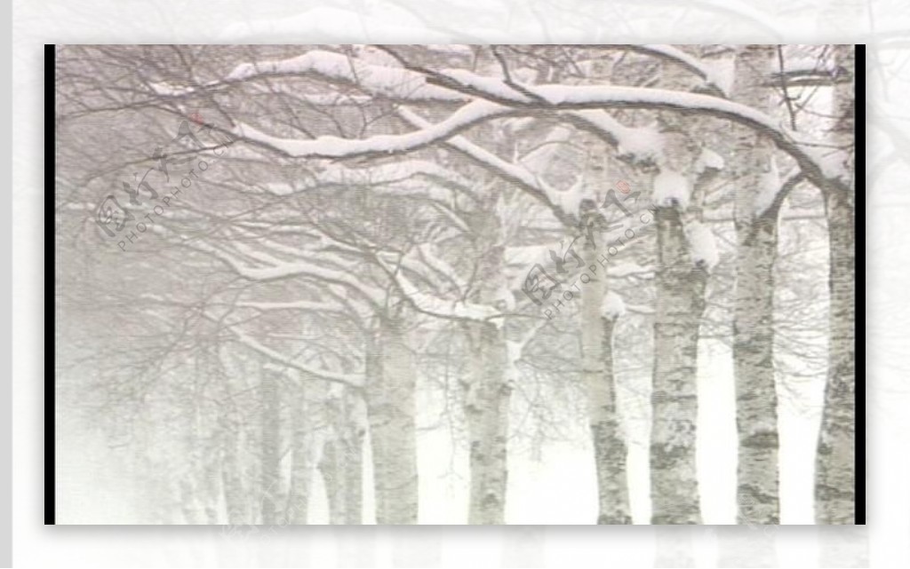 雪中树林图片