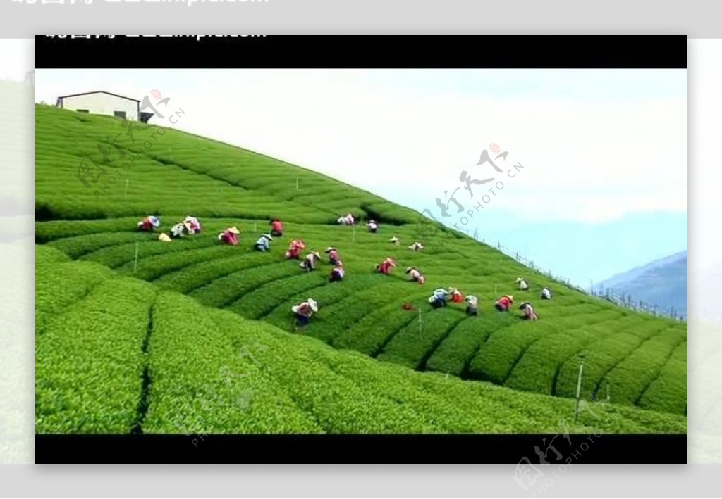 梯田采茶视频素材图片