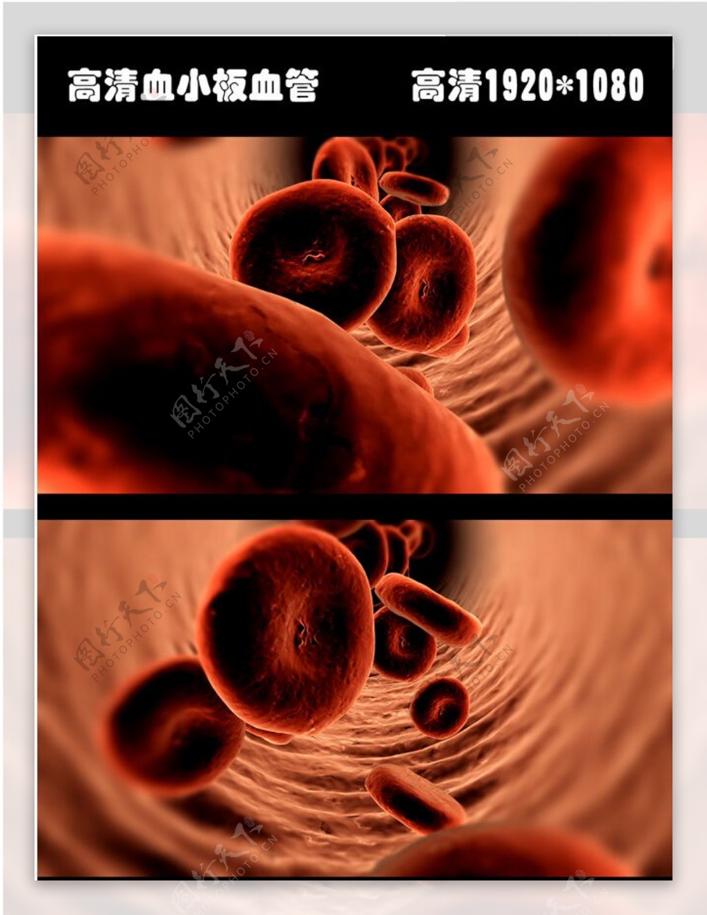 高清细胞在血管中流动模板下载