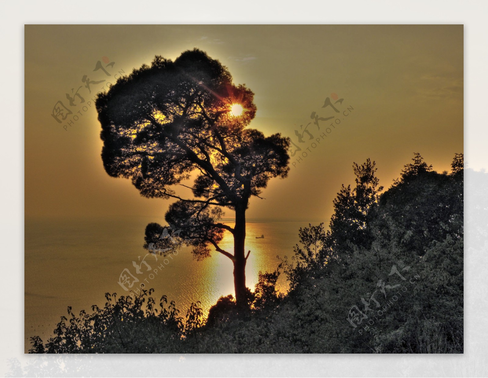 夕阳下树的剪影图片