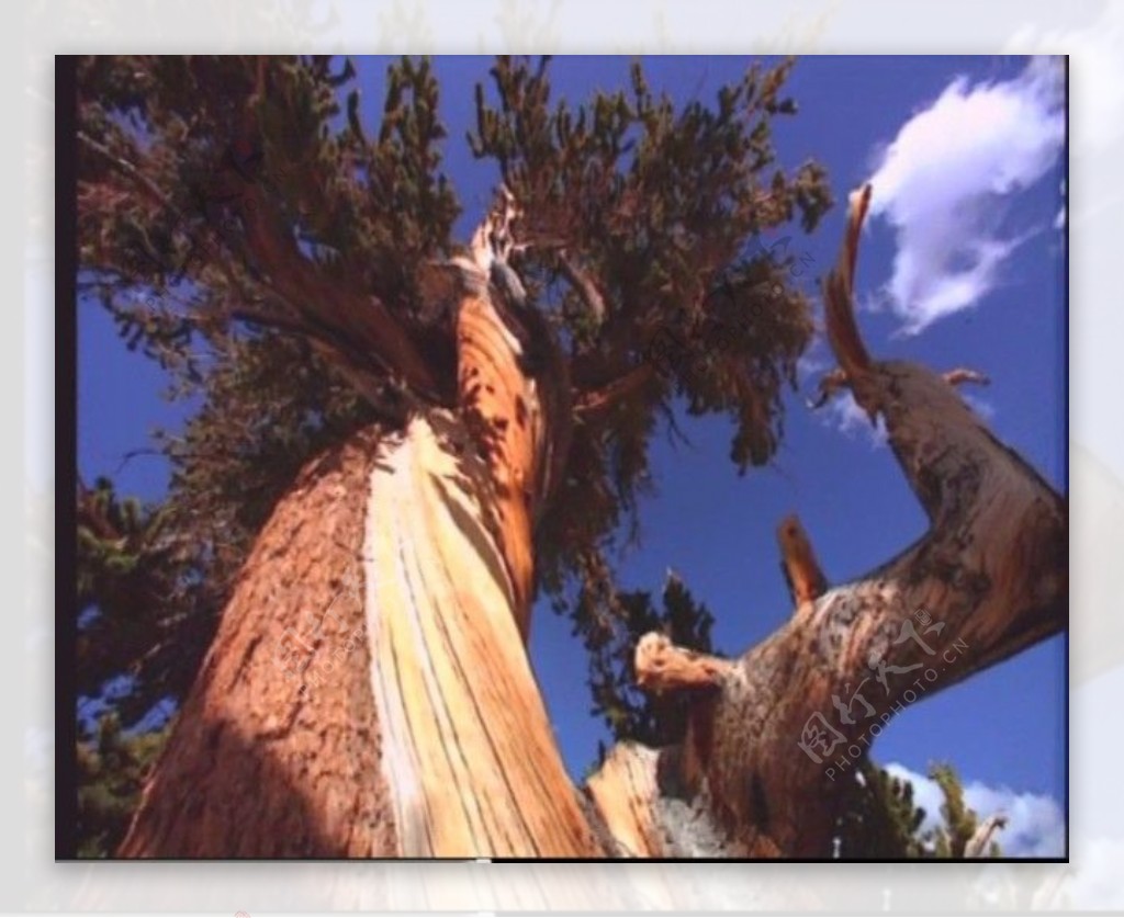 树木背景视频素材素材下载