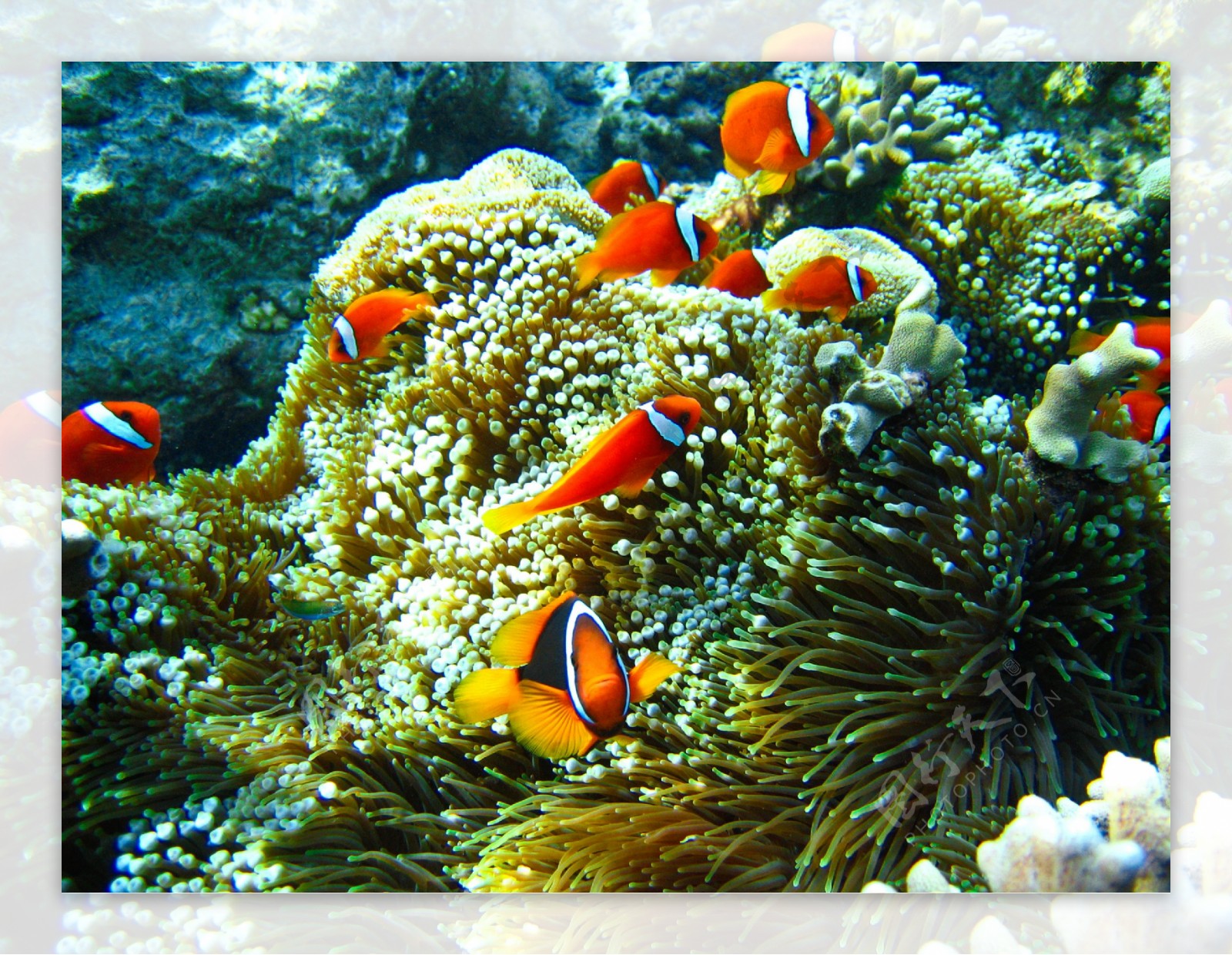 热带海洋小鱼图片