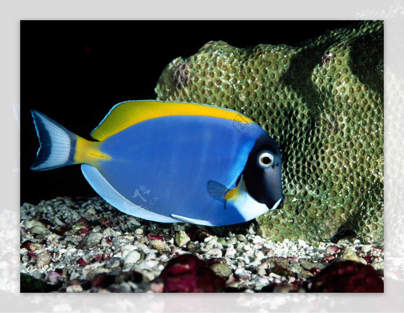 蓝色海底鱼图片