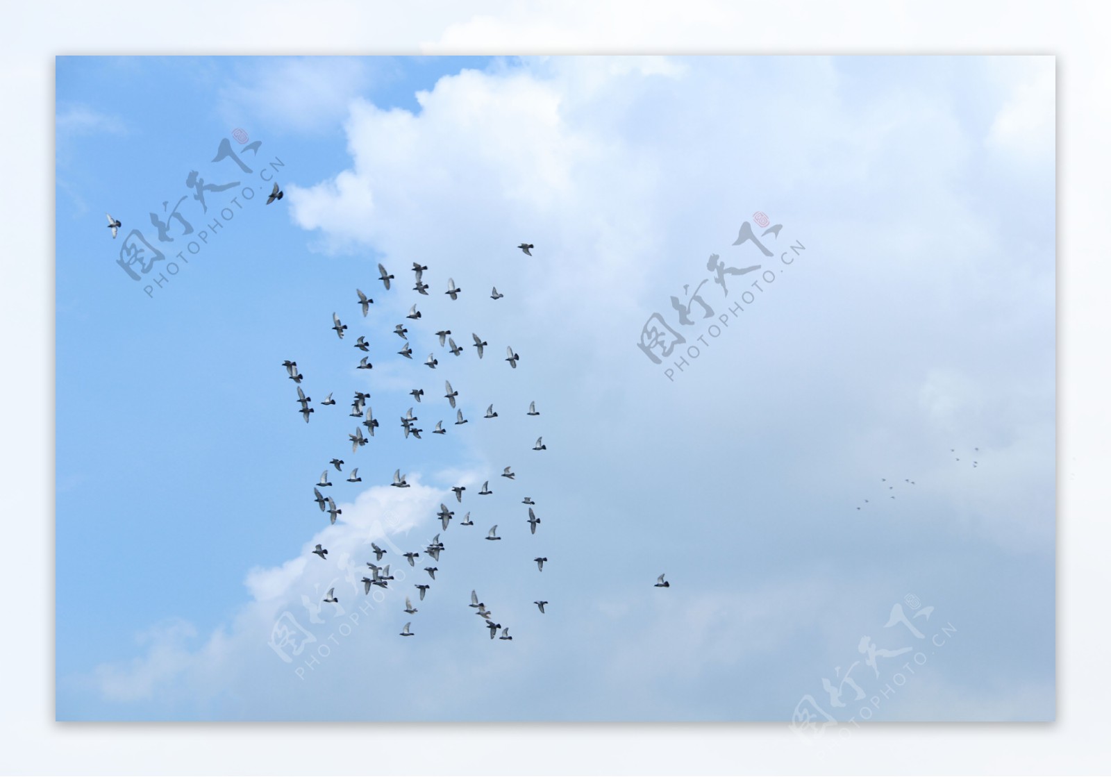 飞翔的鸽子图片