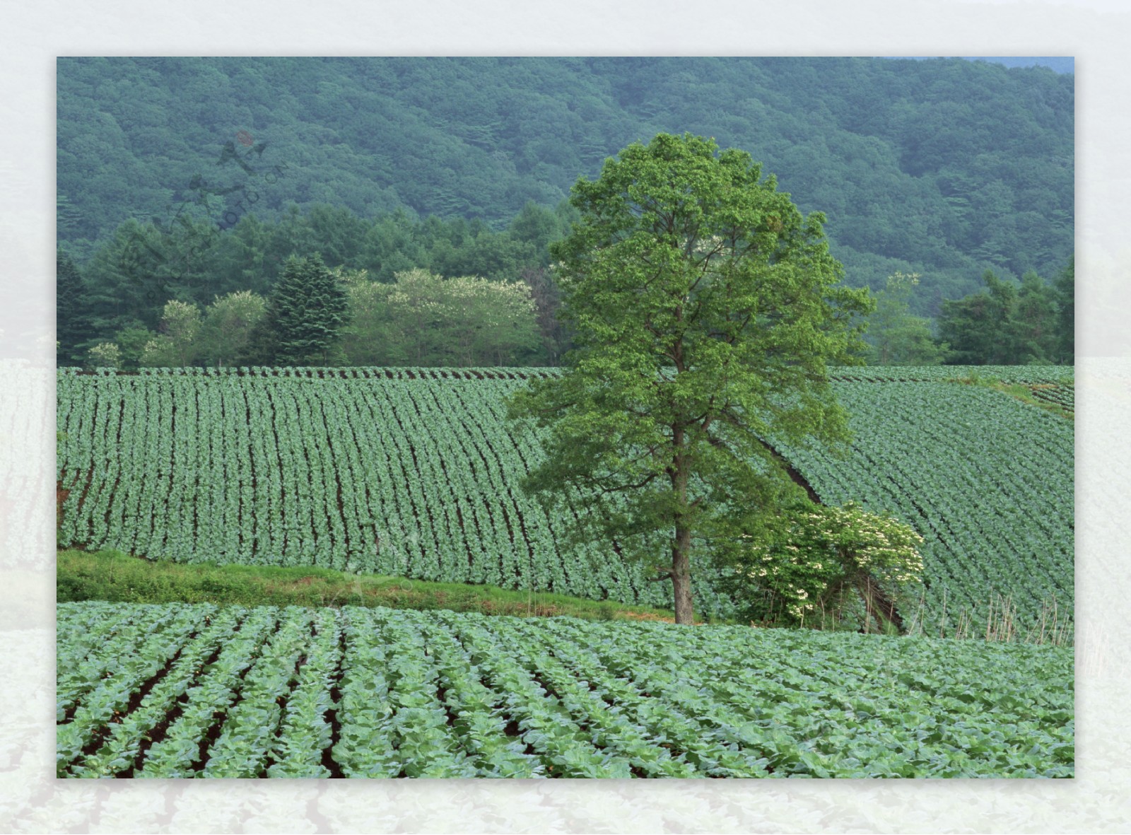 乡村田园图片庄稼植物田野