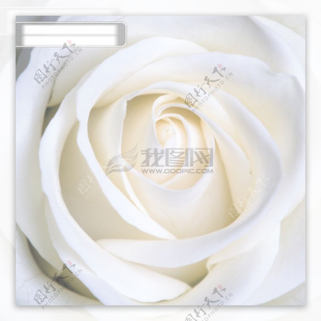 白色玫瑰花图片素材300dpi玫瑰花花朵花卉高清图片创意图片