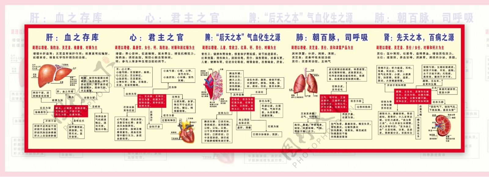 医院宣传画肝心脾肺肾内脏器官调养方法