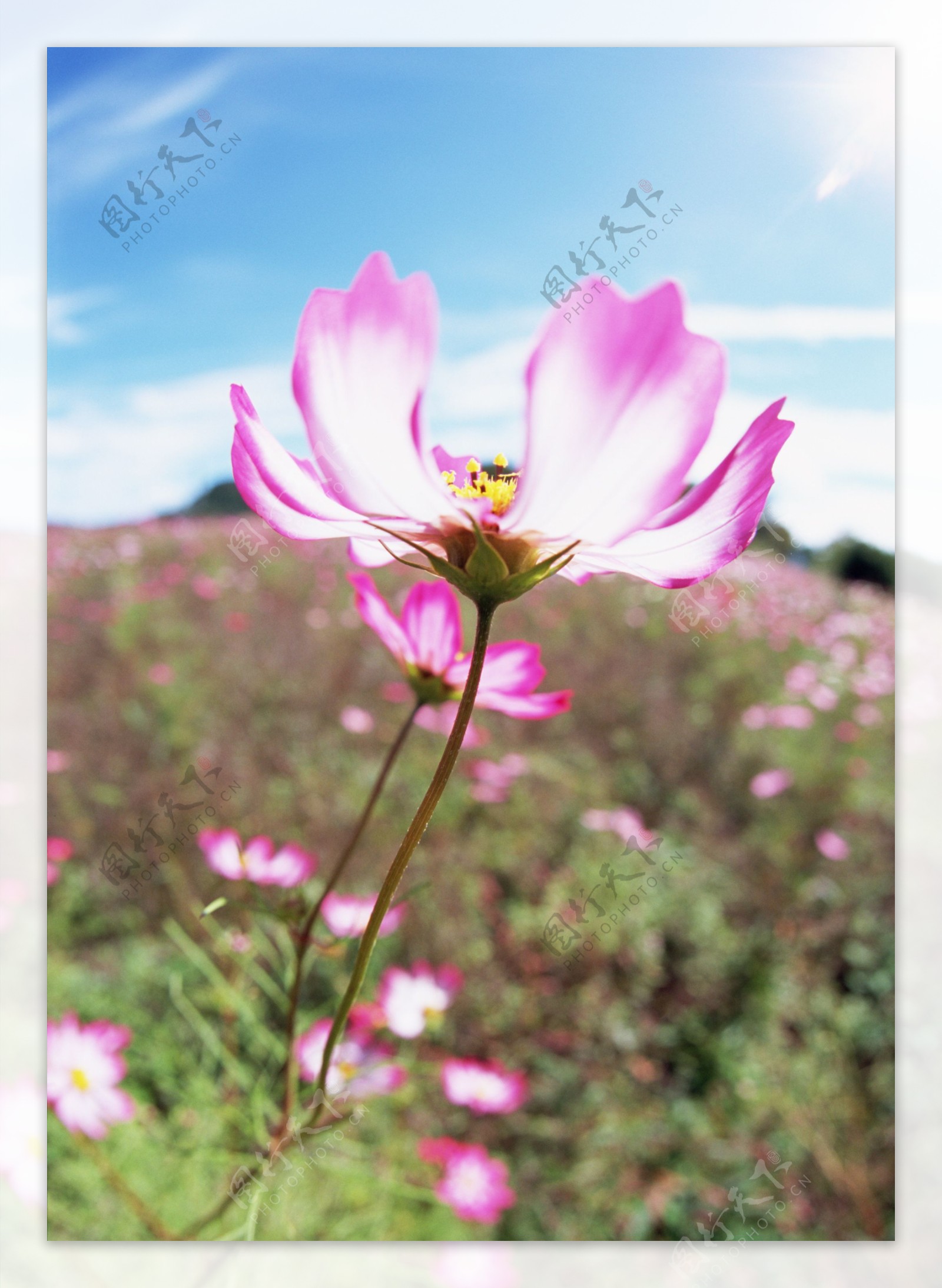 高清图库素材阳光鲜花