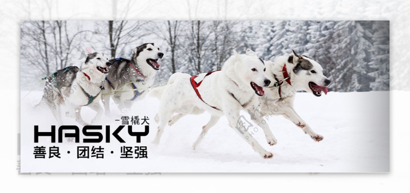 雪橇犬图片