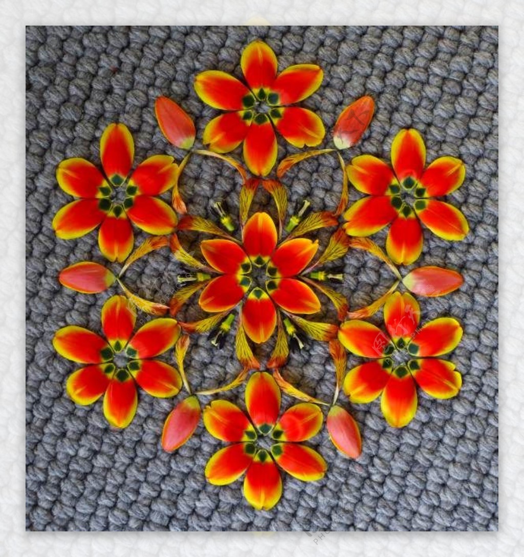 位图植物摄影花卉花朵色彩免费素材