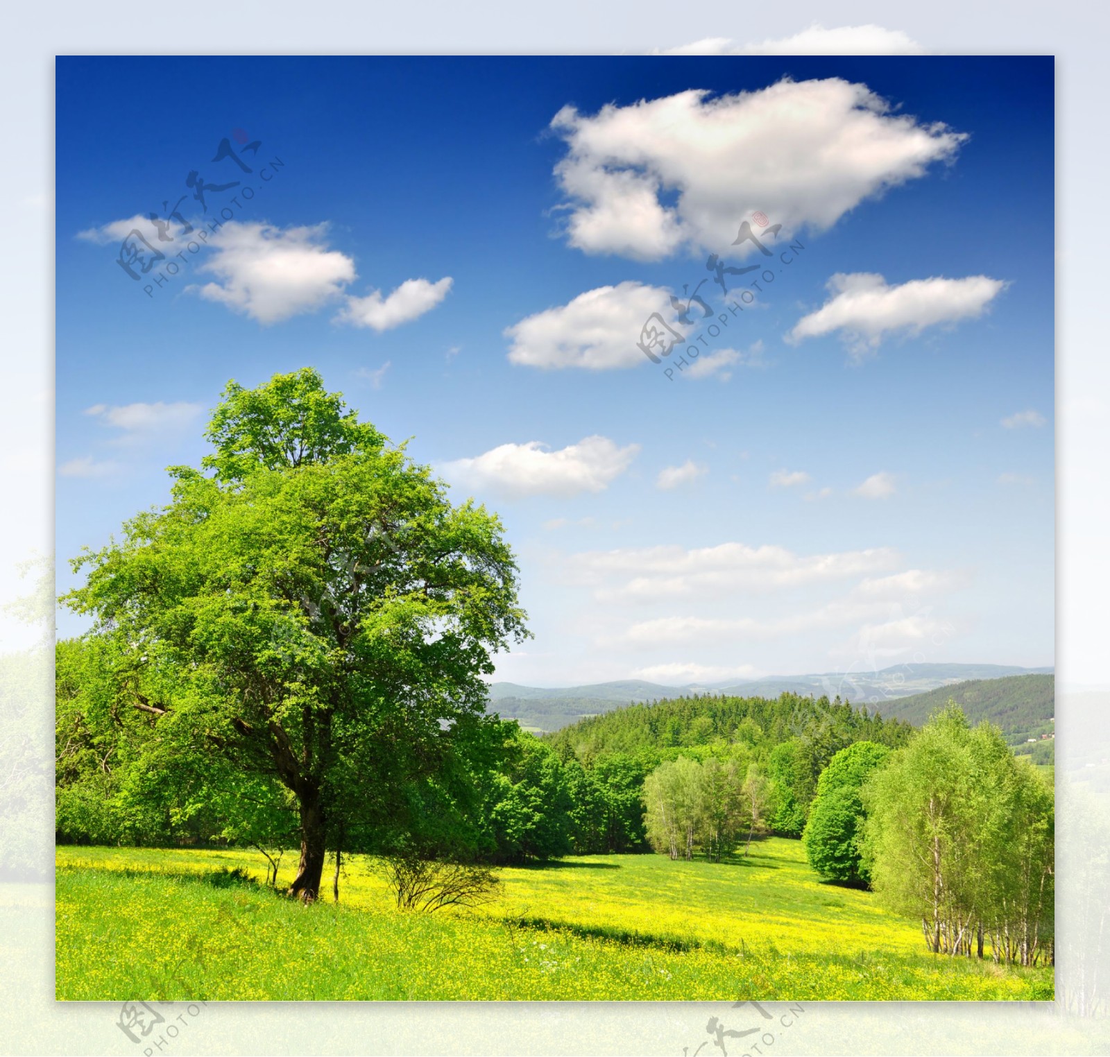蓝天白云绿野绿树图片