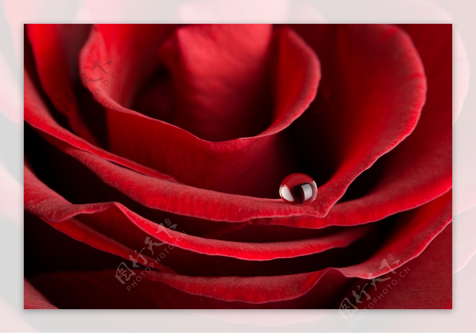 大红色玫瑰花特写图片素材4