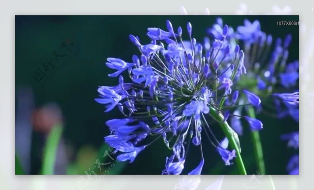 蓝色鲜花盛开视频素材素材下载