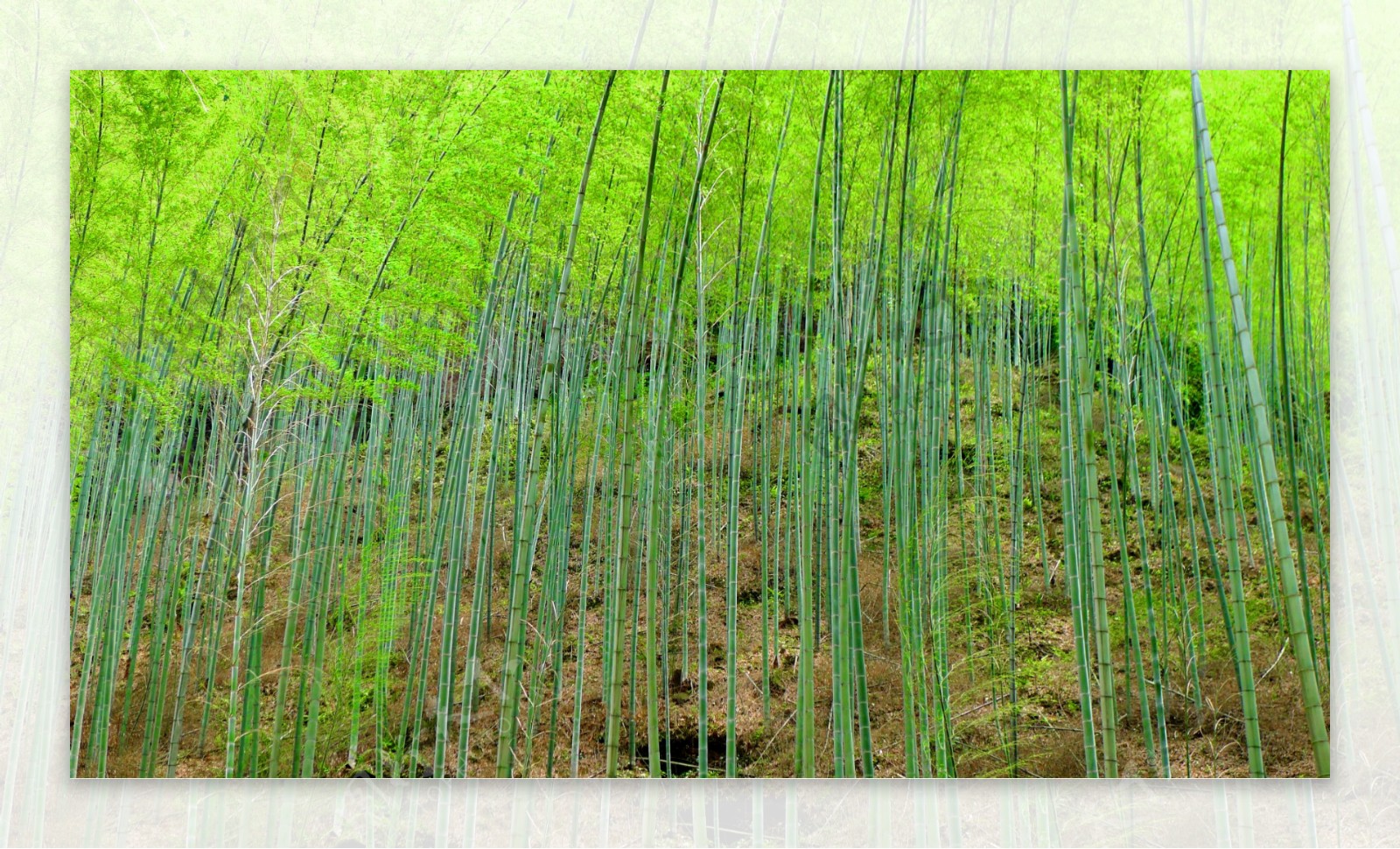楠竹图片