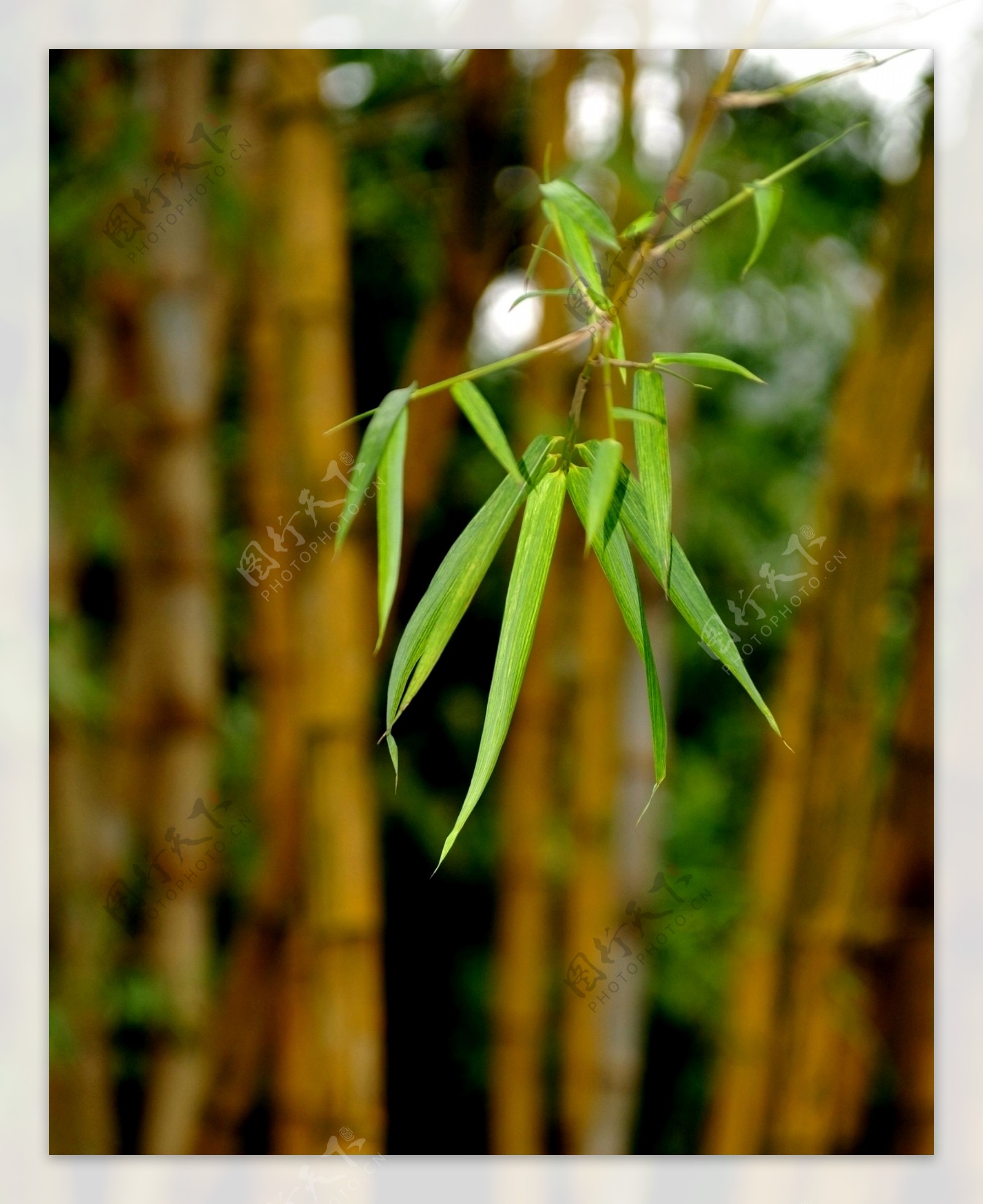 高清竹子图片
