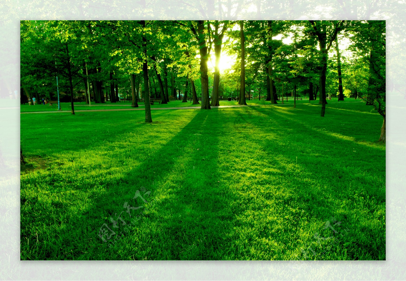 树木与草地黄昏图片素材