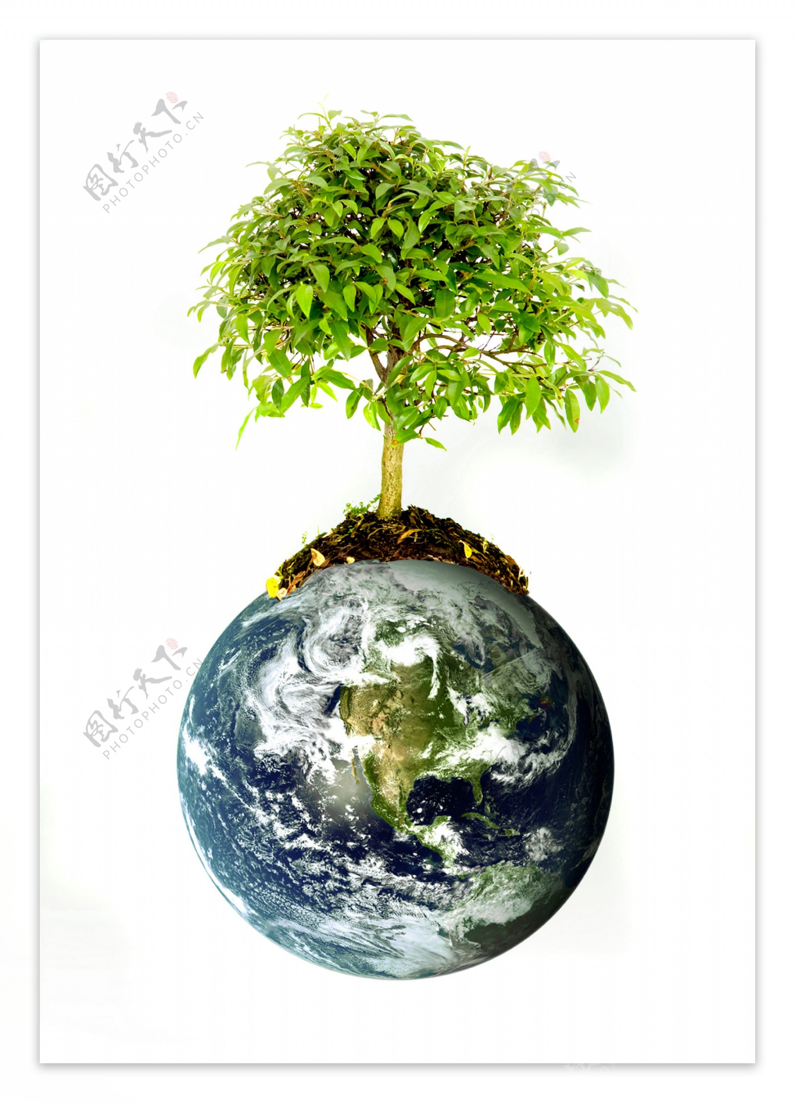地球上生长的树木
