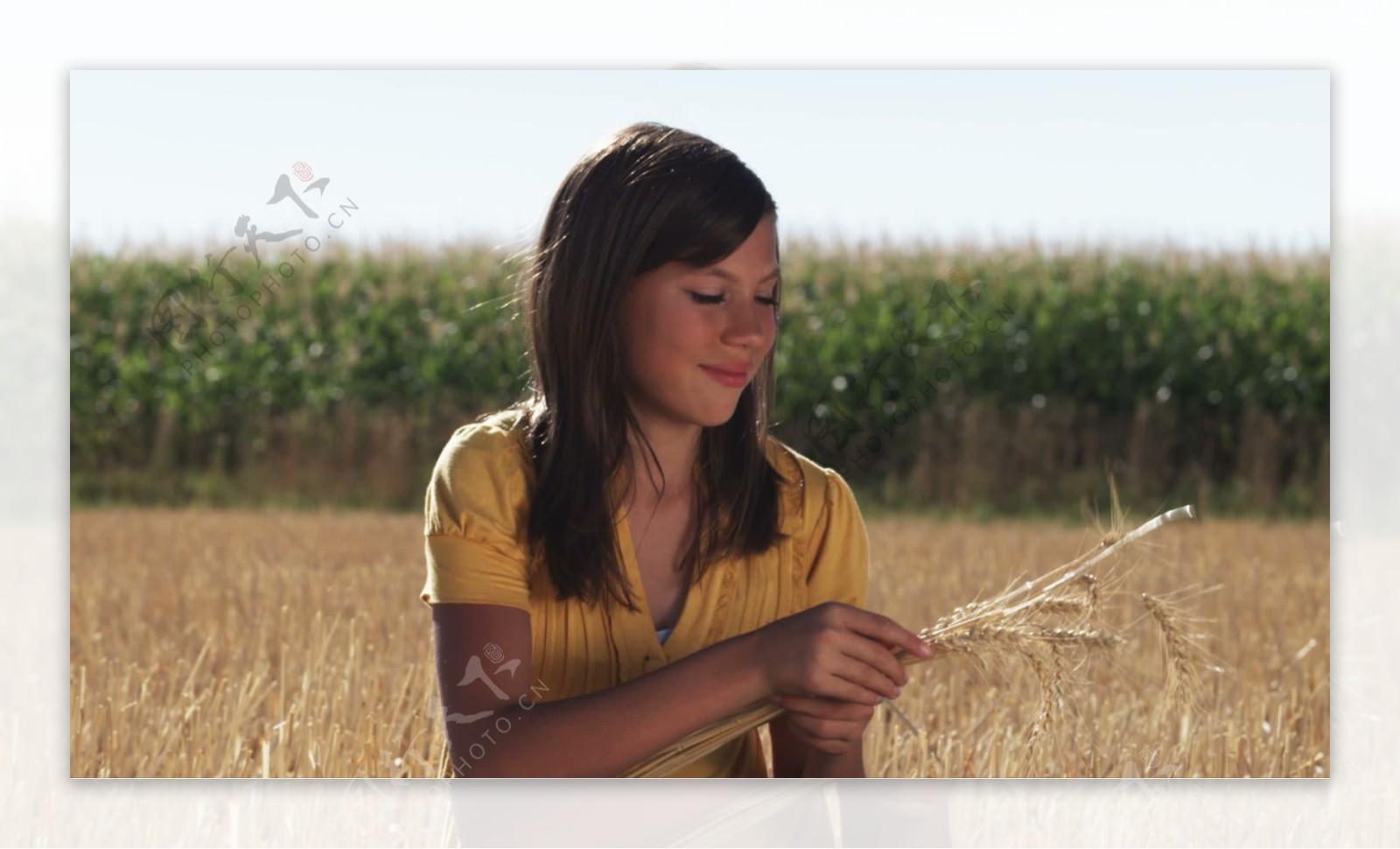 女孩坐在麦田在前面的玉米3股票的录像视频免费下载