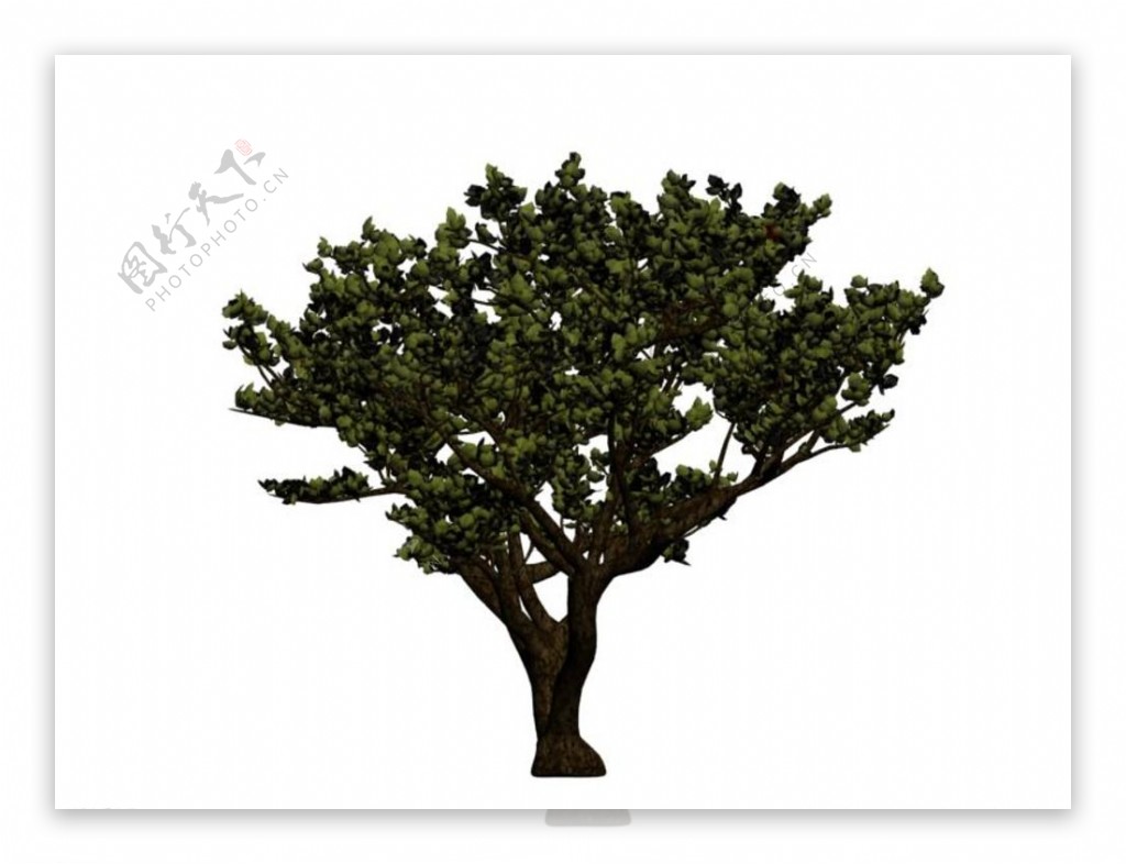 常青树3D模型图片