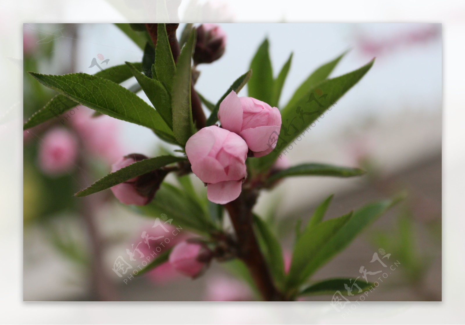 桃花含苞待放图片