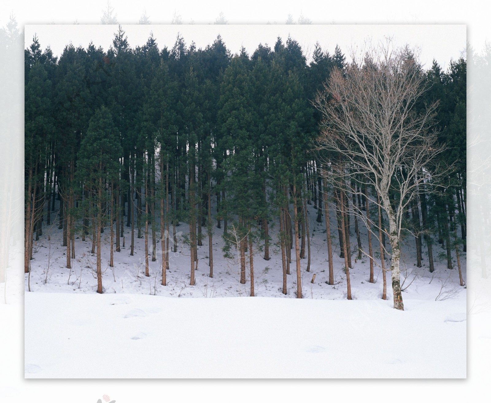大雪中的松树林