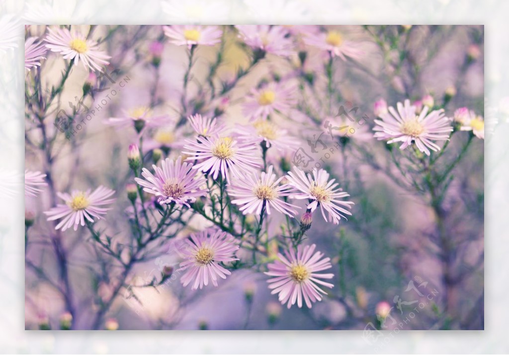 位图植物图案花朵写实花卉小雏菊免费素材