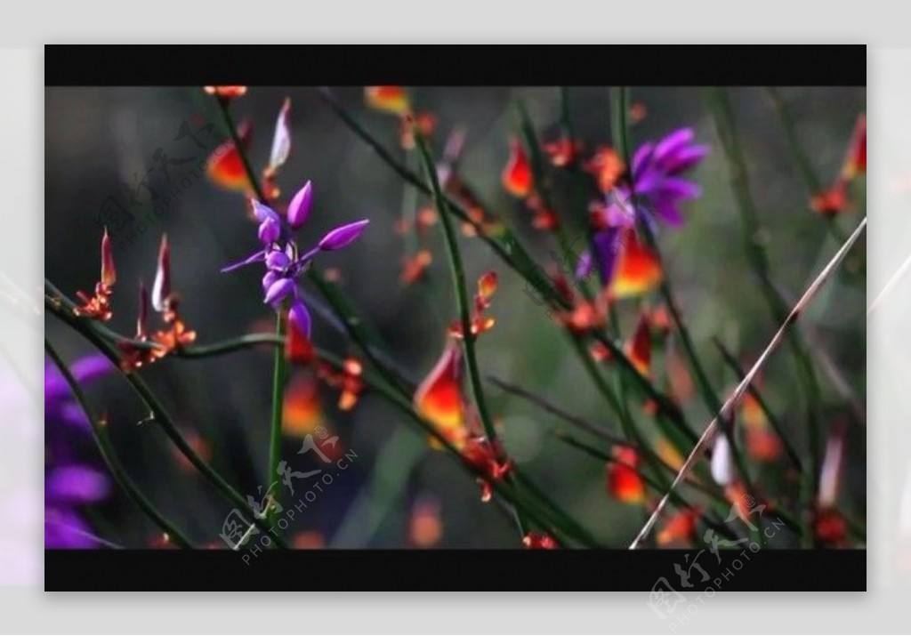 植物花朵背景视频素材素材下载