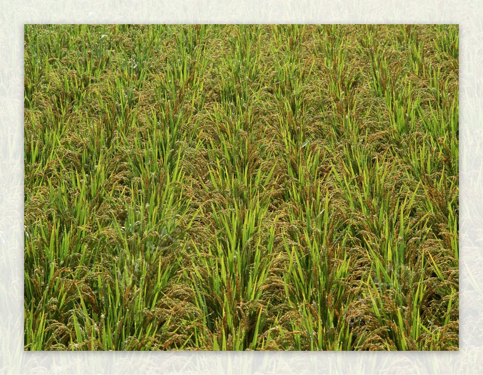 水稻抽穗图片