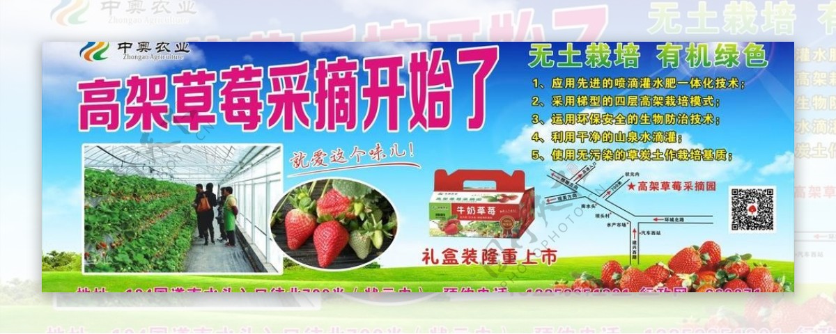 草莓广告图片